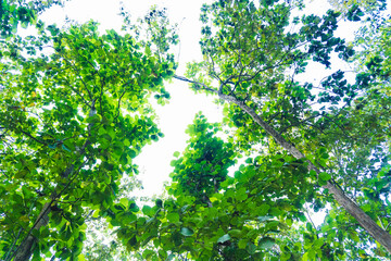 Looking up at a tree canopy filled with green leaves.