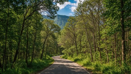 Fototapeta premium Balkan Wilderness: Llogara Park's Forest Landscape