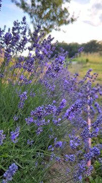 Vertical shots of lavender in a field near a house.