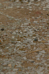 This is a detailed closeup image showcasing a concrete surface that features a multitude of small rocks scattered across it