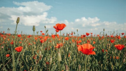 A field filled with flowering poppies