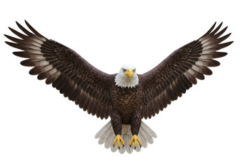 Isolated Bald Eagle with Wings Spread