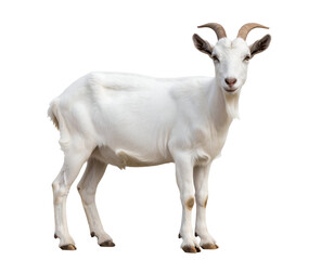 A pristine white goat stands alertly, showcasing its elegant form and natural beauty.