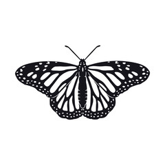Hand drawn black and white monarch butterfly clip art. Beautiful tropical insect design. Vector illustration on white background