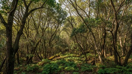 Fototapeta premium Dense woodland setting in a natural park