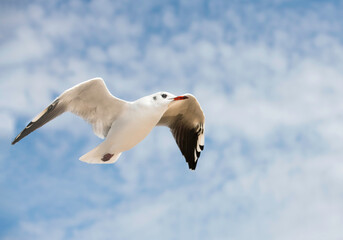 White seagull flying in the blue sky, one isolated seagull in blue background, flying bird in the sky,white isolated bird in the blue clear sky background, flying to the top