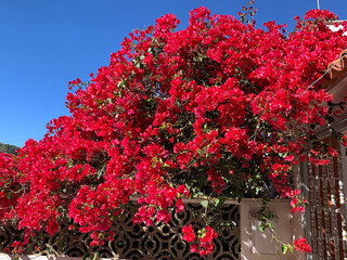 Bougainvillea flowers close up.Blooming bougainvillea.Bougainvillea flowers as a background.Floral background.
Pink bougainville flowers blooming on white wall. Malta. Malta flora