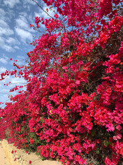 Bougainvillea flowers close up.Blooming bougainvillea.Bougainvillea flowers as a background.Floral background.
Pink bougainville flowers blooming on white wall. Malta. Malta flora
