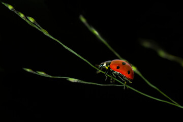 Ladybug on a grass in dark background. Beautiful little red ladybug on green grass