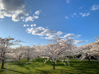 Sakura blossom in blue sky background, spring in Vilnius, Lithuania, bloom tree in blue sky background. Spring Cherry blossoms, pink flowers 
