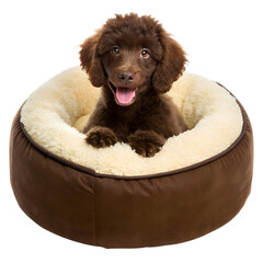 Adorable fluffy brown puppy dog resting in a cozy bed isolated on transparent background