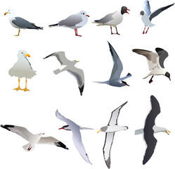 Sea birds set vector illustration on abstract background. Birds set vector.