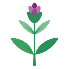  sage flower  vector on white background