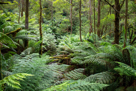 Ferns in forest gully