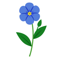 speedwell flower   vector illustration isolated  on white-background
