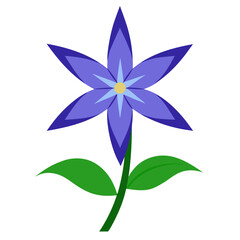 starwort flower on white-background 