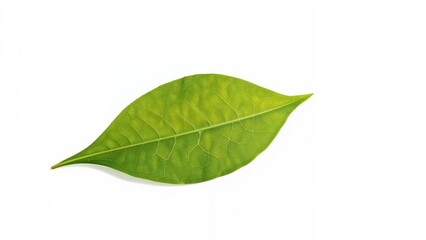 Fototapeta premium Lone green leaf displayed on white, great for design projects or brush components