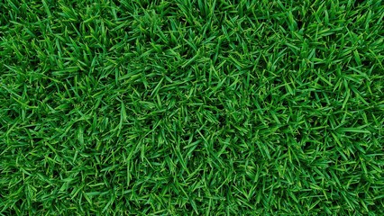 Field covered with vibrant green grass