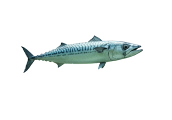 Isolated Fresh Mackerel Fish with Silver Skin