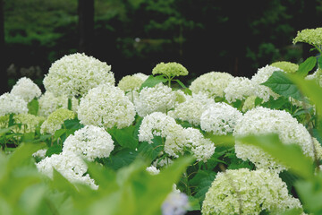 white Hydrangea flowers in the street in Kobe, Japan