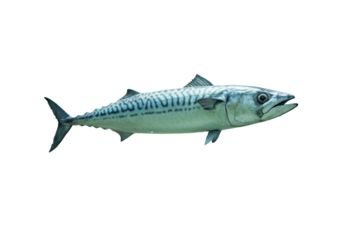 Isolated Fresh Mackerel Fish with Silver Skin