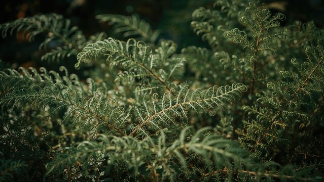 Detailed view of coiled fern plants in a horticultural environment with a smooth bokeh backdrop.