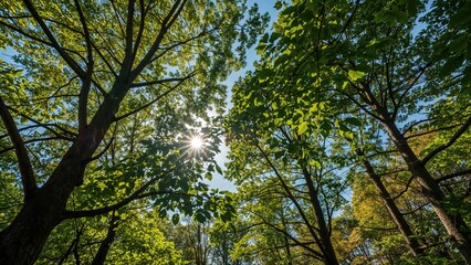 Obraz premium Low angle view of sunbeams filtering through lush green leaves of tall trees against a clear blue sky during a sunny day.