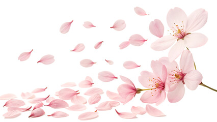 Pink cherry blossom flowers blooming on tree branches in spring season isolated on white background