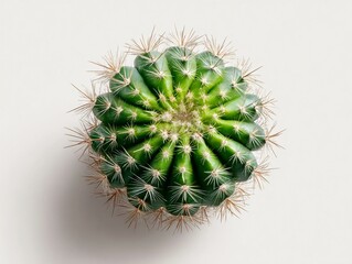 Fototapeta premium Unaired - up of a round cactus with sharp spines against a minimalist white background .