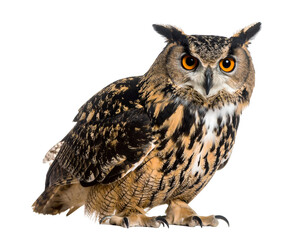 Obraz premium A magnificent nocturnal raptor with piercing orange eyes stands alert and watchful.
