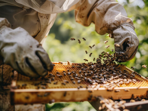 beekeeper inspecting honeycomb frame, wearing protective suit, surrounded by bees