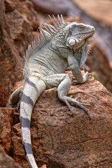  green iguana,Iguana iguana, also known as the American iguana