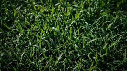 Obraz premium Nature-inspired background with fresh green turf