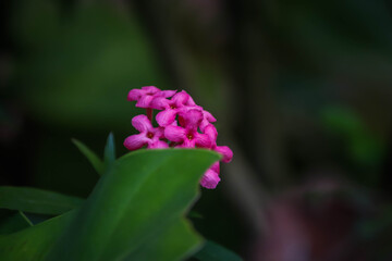 Vibrant Pink Tropical Flowers Peeking Through Lush Green Foliage in a Shady Garden