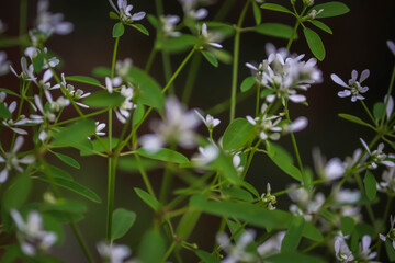 Delicate Tiny White Wildflowers in Soft Focus with Lush Green Natural Background – Peaceful...
