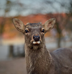 portrait of a deer