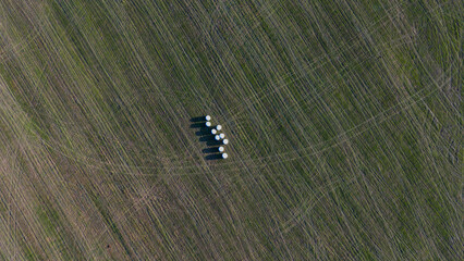 Hay rolls on the field 