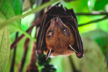 Fruit Bat Hanging Upside Down in Tree Foliage, Looking Around	