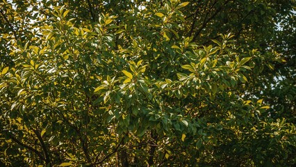 Lush summer foliage on verdant twigs