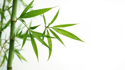 Fototapeta premium Green bamboo leaves displayed against a plain white background