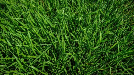 Fototapeta premium Lush green lawn surface for backdrop
