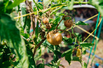 Green tomato bush in the garden. Unripe fruits rot and darken from phytophthora. Plant care.