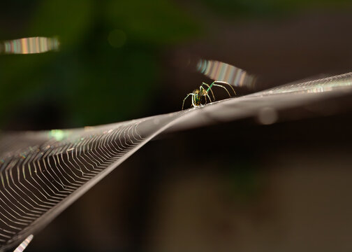 Garden Spider Orchard Orbweaver spider in a web spun in a garden area.
