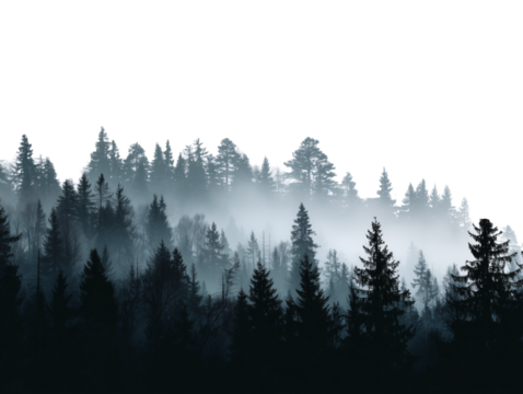 An ethereal landscape bathed in mist, with silhouetted trees and an atmospheric essence of tranquility.