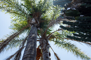 View from below of a palm tree with orange fruit, cactus on the right, light through the foliage.