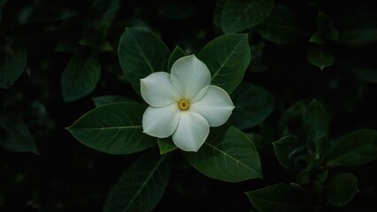 Gardenia jasminoides flowering beautifully with vibrant greenery around