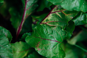 Green beetroot leaves with red stems. Beetroot in the garden. Young beets in spring. Natural,...