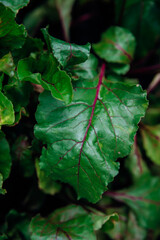 Green beetroot leaves with red stems. Beetroot in the garden. Young beets in spring. Natural, vibrant background and texture.