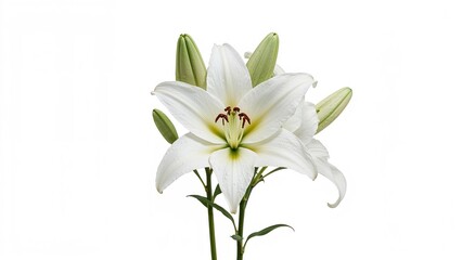 Fototapeta premium Stunning lily in full bloom