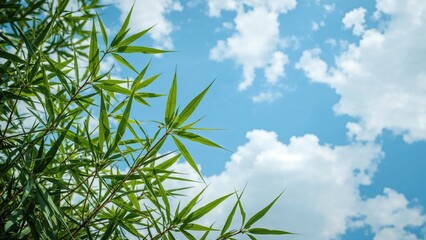 Obraz premium bamboo foliage with sharp leaves against a bright blue sky filled with scattered white clouds in a natural outdoor setting